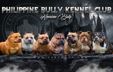 exotic american bully price philippines|Philippine Bully Kennel Club.